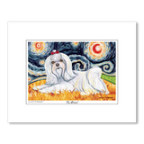 Maltese Longhair Starry Night Matted Print